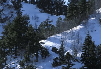 Sortie de l'hivernage de Boutxy ours des Pyrénées en 2002