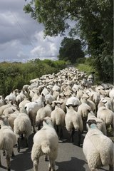 Herd of sheep and lambs ' Flock of Masham ' UK