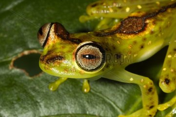 Portrait of Ornate Treefrog French Guiana