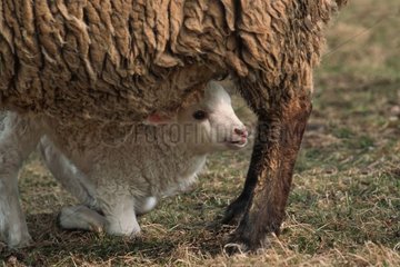 Merino -Lamm zwischen den Beinen eines Schafs