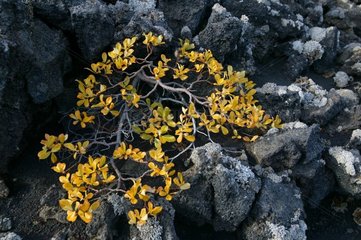 Végétation poussant parmi des cailloux Islande