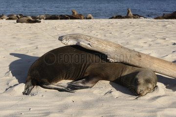 California Sea Lions sleeping under driftwood Galapagos