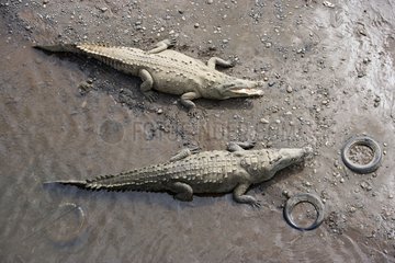 Central american alligators resting by the water Costa Rica