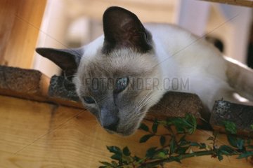 Portrait of a cat lying down on wood