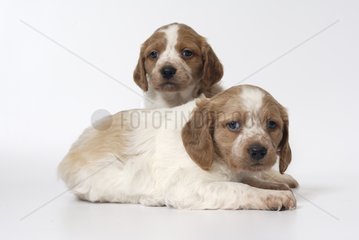 Brittany Spaniel puppies one month and a half
