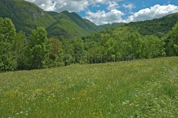 Wiese in den Pyrenäen in Ariège
