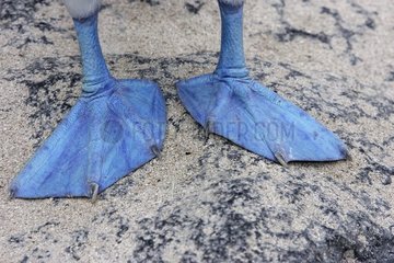 Close-up on the legs of Blue-footed Booby Galapagos