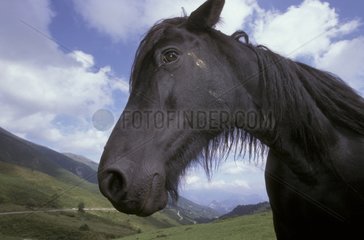 Porträt von Pony Merens Ariège
