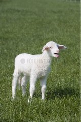 Lamb newborn alone in a meadow and bleating