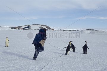 Researcher running after Emperor penguins the Antarctic