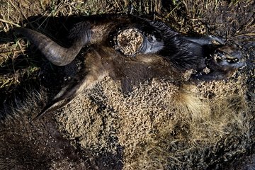 Corpse of dead Wildebeest decomposed by active maggots Kenya