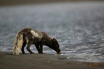Arctic fox on the banks of a lake drinking water in Iceland