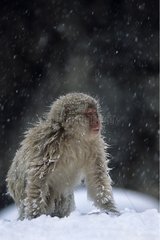 Japanische Makaken unter Schnee Honshu Japon