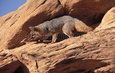 Grey Fox on a cliff Utah United States Of America