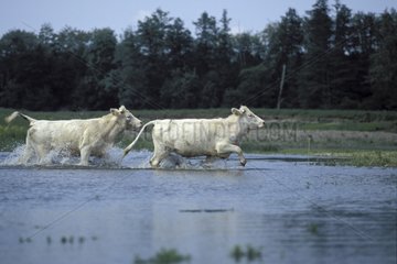 Young Charolaise cow in Loire river Bourgogne France