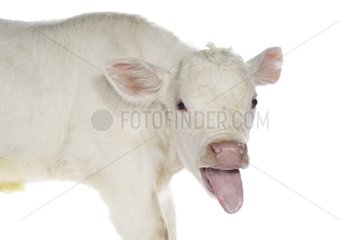 Portrait of a Charolais calf sticking out its tongue