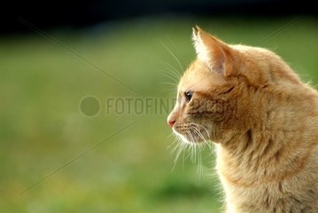 Portrait of an adult russet-red cat