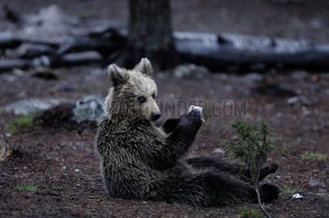 Brown bear cub playing with a bark Finland