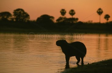 Cabiai am Rand eines Flusses am Pantanal Sunset