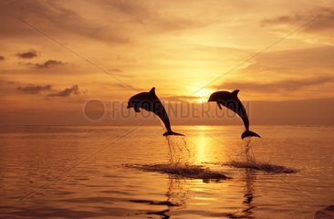 Grands dauphins sautant Roatan Honduras
