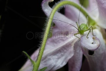 Green grasshopper on a pink flower France