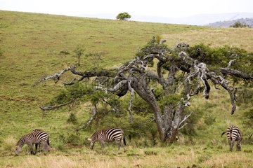 Zebras grazing under a tree in savanna Rwanda