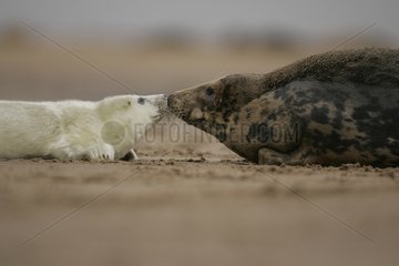 Grey Seal Female und ihr Welpen auf dem Sandschottland