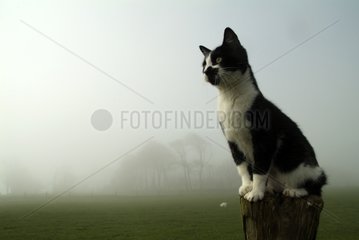 Female European cat black and white on a picket France