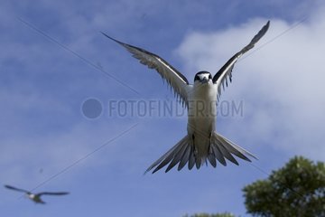 Sooty tern in flight Bird island Seychelles