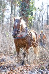 Logging in the forest with a mare Comté Haut-Rhin