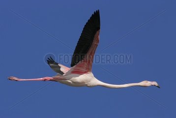 Flamingo in flight Bridge of Gau the Camargue [AT]
