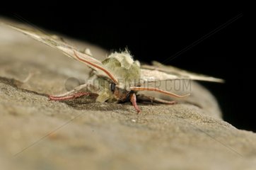 Portrait of Lime Hawk Moth on rock at night Spain