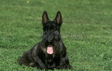 Portrait de Scottish Terrier Allemagne