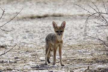 Cape fox Etosha National Park Namibia