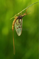 Mayfly suspended under a leaf in june Cher France