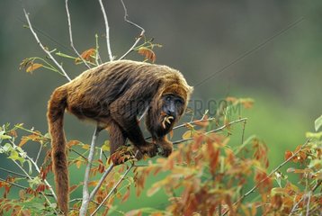 Brown howler Monkey eating at the top of tree Brazil