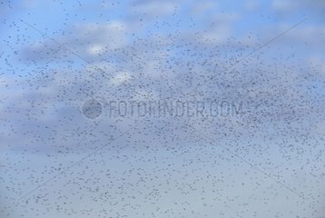 Wolke von Mücken im Frühjahr Manitoba Kanada