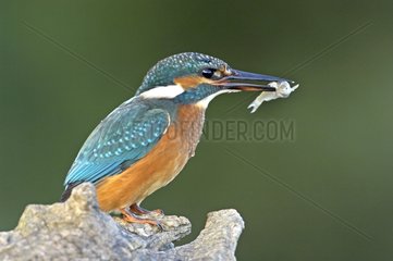 Common kingfisher with its catch Brognard Doubs