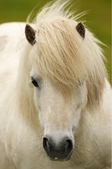 Portrait of a white Shetland pony