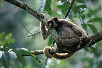 Muriqui on a branch in the Atlantic forest in Brazil