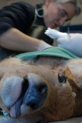 Operation des Nabelpunkts einer Kuh unter Vollnarkose