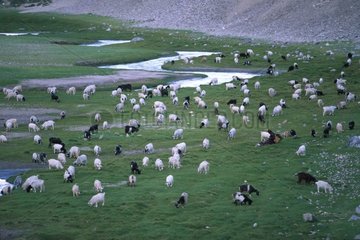 Herde von Ziegen  die bei 4.600 m Ladakh Indien essen