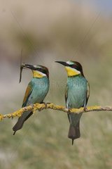 Couple of European bee-eater on a branch