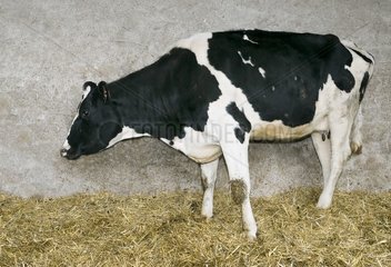 Adult cow Prim' holstein in bad condition general France