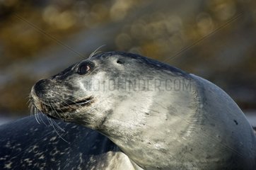 Harbor Seal Prins Karls Forland Svalbard Norway