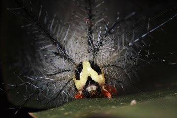 Stinging Caterpillar in underwood Upper Amazon Peru