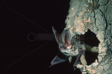 Brown big-eared bat leaving a hollow trunk Sardinia