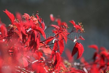 Shrub foliage in autumn