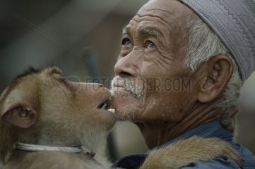 Grooming entre un Macaque et son dresseur Malaisie