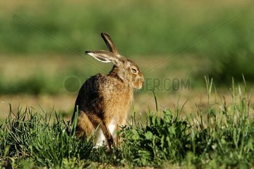 European hare sitting in high grasses Vosges France